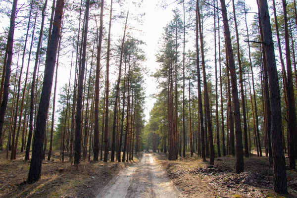 Ukrayna 'da güneşli bir bahar gününde kozalaklı ormanda yol