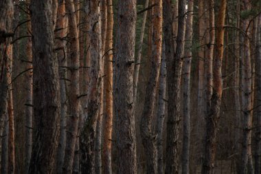çam kozalaklı ağaç kabuğu ormanlarda bir arka plan olarak yakın plan