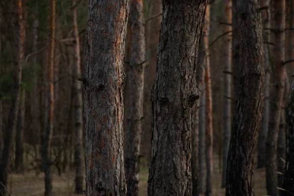 Çam Kozalaklı Ağaç Kabuğu Ormanlarda Bir Arka Plan Olarak Yakın — Stok fotoğraf