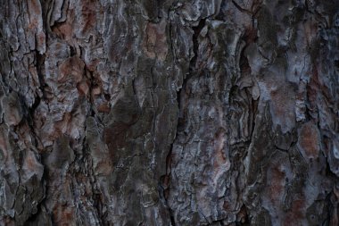 çam kozalaklı ağaç kabuğu ormanlarda bir arka plan olarak yakın plan