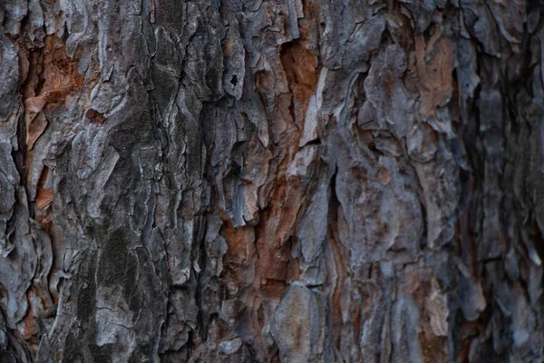 松林の背景として松の針葉樹の樹皮がクローズアップされ — ストック写真