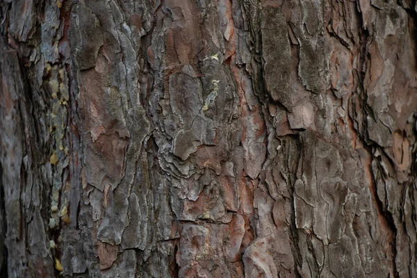 Corteza Coníferas Pino Primer Plano Como Fondo Los Bosques — Foto de Stock