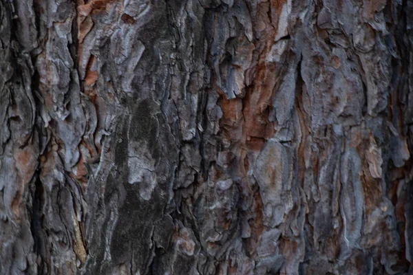 소나무 나무껍질을 배경으로 — 스톡 사진