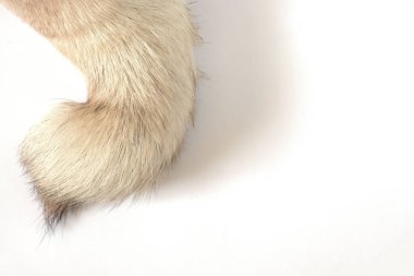 Beyaz arkaplanda köpek kuyruğu var.