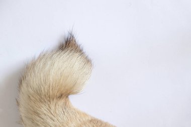 Beyaz arkaplanda köpek kuyruğu var.