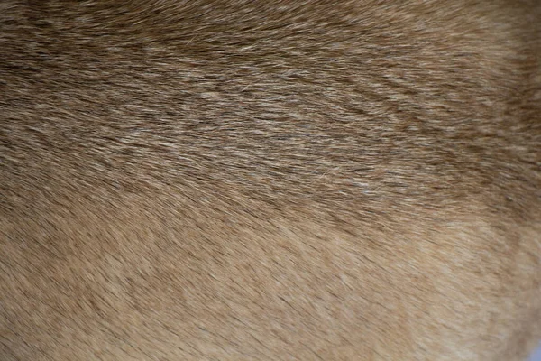 Собачья Шерсть Мопса Заднем Плане — стоковое фото