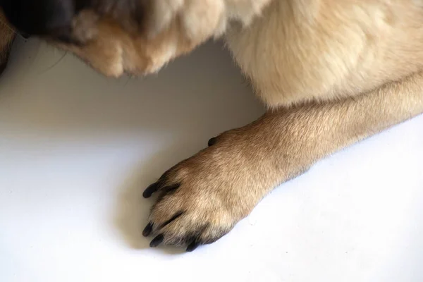 Pug Πόδι Σκύλου Βρίσκεται Ένα Λευκό Φόντο Close — Φωτογραφία Αρχείου