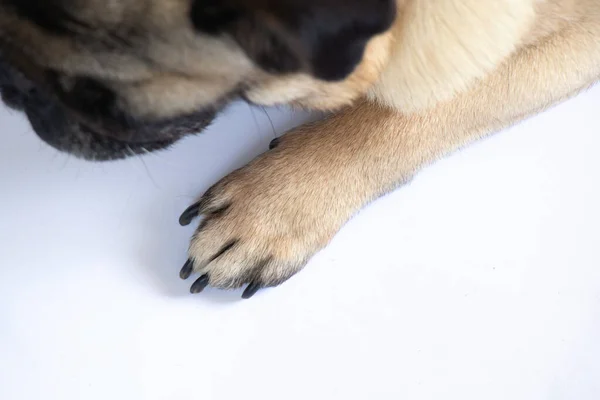 pug dog paw lies on a white background close-up