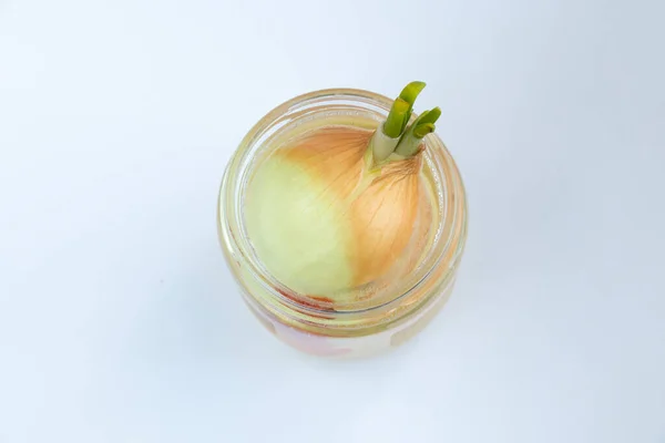 Sprouted Onions Jar Water — Stock Photo, Image