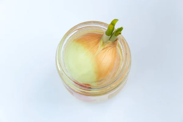 Sprouted Onions Jar Water — Stock Photo, Image