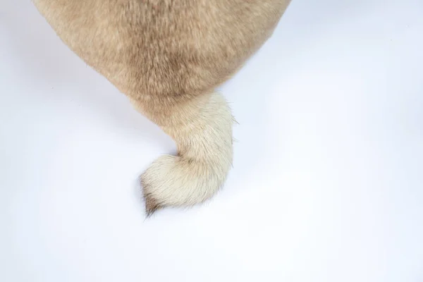 白い背景の上に犬の尾を差し込み — ストック写真