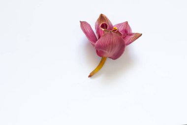 Beyaz arkaplanda solmuş orkide çiçeği