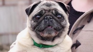 Pug elinde oturuyor ve insanlara havlıyor. Parkta yakın plan çekimler yapılıyor.