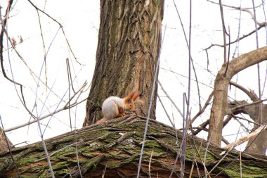 Ukrayna 'daki sonbahar ormanında sincap.