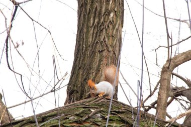 Ukrayna 'daki sonbahar ormanında sincap.