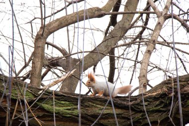 Ukrayna 'daki sonbahar ormanında sincap.