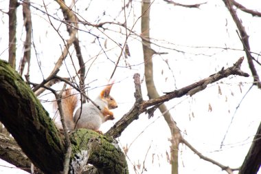 Ukrayna 'daki sonbahar ormanında sincap.