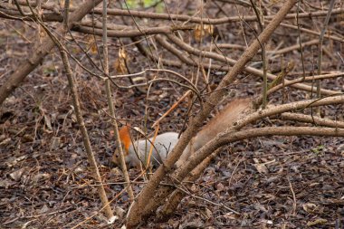 Ukrayna 'daki sonbahar ormanında sincap.