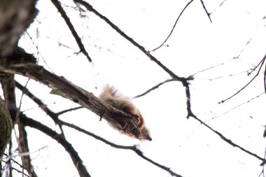 Ukrayna 'daki sonbahar ormanında sincap.