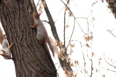 Ukrayna 'daki sonbahar ormanında sincap.
