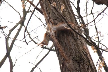 Ukrayna 'daki sonbahar ormanında sincap.