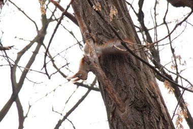 Ukrayna 'daki sonbahar ormanında sincap.