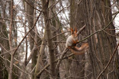 Ukrayna 'daki sonbahar ormanında sincap.