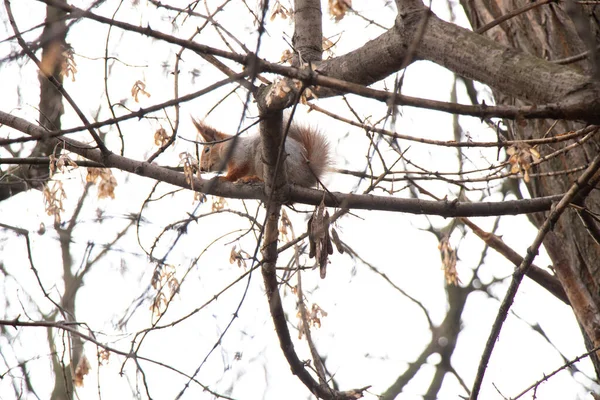 Squirrel Autumn Forest Ukraine — Stock Photo, Image