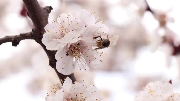 2020年的一个阳光灿烂的日子里 乌克兰春天的杏花上挂着蜜蜂 — 图库视频影像