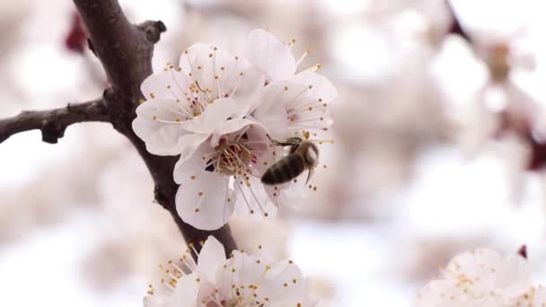 2020年的一个阳光灿烂的日子里 乌克兰春天的杏花上挂着蜜蜂 — 图库视频影像