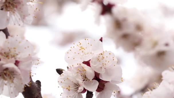 Abeja Una Flor Albaricoque Primavera Ucrania Día Soleado 2020 — Vídeo de stock