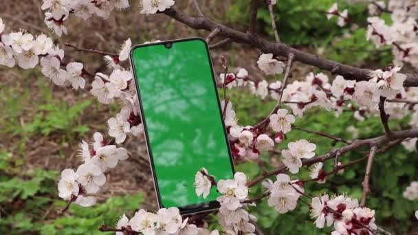 telefon se zelenou obrazovkou leží na větvích kvetoucí meruňky v parku na Ukrajině
