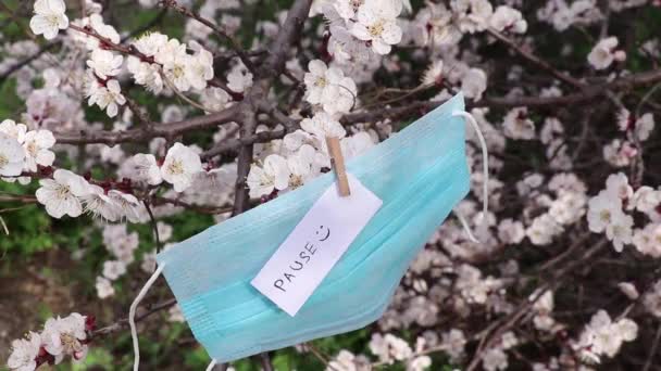 2020 Ukrayna Karantinada Çiçek Açan Kayısıların Dallarında Asılı Duran Beyaz — Stok video