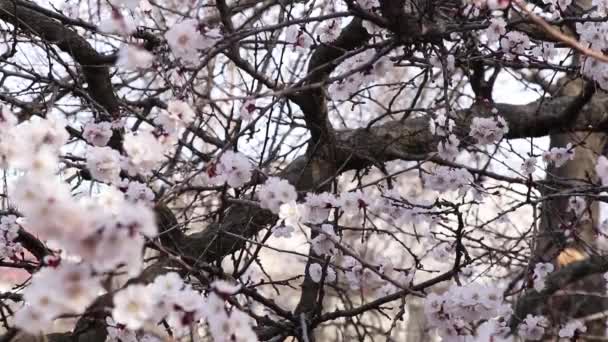 Abelha Uma Flor Damasco Primavera Ucrânia Dia Ensolarado 2020 — Vídeo de Stock