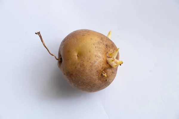 Batatas Sujas Cruas Branco — Fotografia de Stock