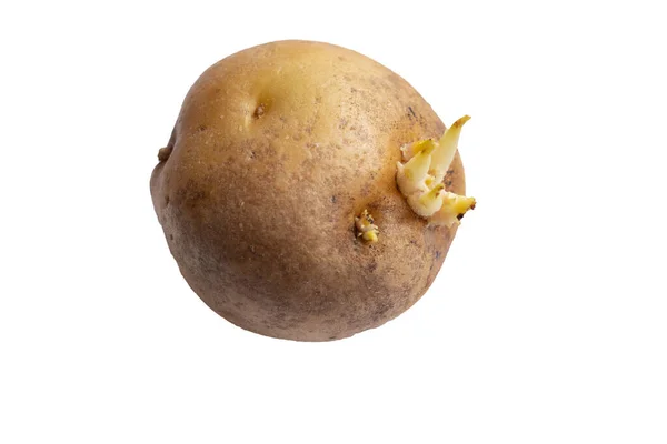 Raw Dirty Potatoes White — Stock Photo, Image