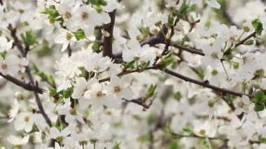 Ukrayna 'da baharda rüzgarda açan kiraz.