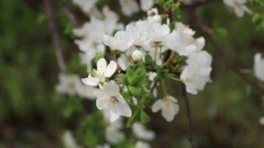 Ukrayna 'da baharda rüzgarda açan kiraz.