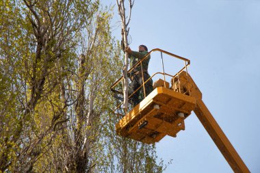 Ağaçları gökyüzüne karşı budamak ve Ukrayna 'da vinçli bir adam