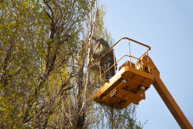 Ağaçları gökyüzüne karşı budamak ve Ukrayna 'da vinçli bir adam