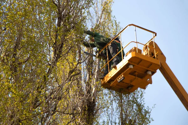 Podar Árboles Contra Cielo Hombre Una Grúa Ucrania —  Fotos de Stock