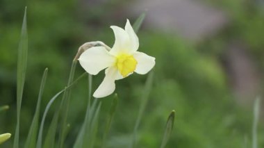 Nergis Ukrayna 'da baharda çiçek açmış.