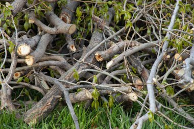İlkbaharda bir kavak ağacını budadıktan sonra bir sürü dal uzanıyor.