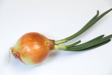 Beyaz bir kavanozda soğan filizlendi.