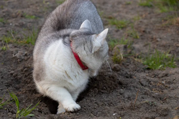 草の上の庭の灰色の猫は草を食べ — ストック写真