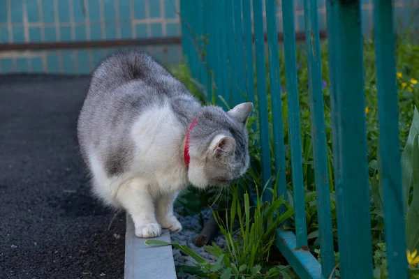 Szary Kot Podwórku Trawie Zjada Trawę — Zdjęcie stockowe