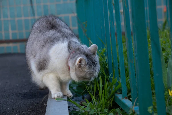 Szary Kot Podwórku Trawie Zjada Trawę — Zdjęcie stockowe