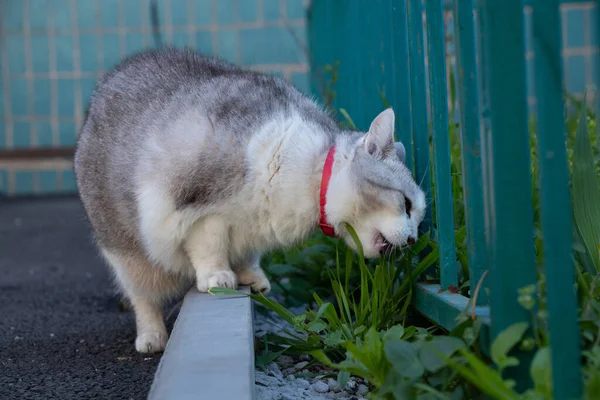 院子里的灰猫在草地上吃草 — 图库照片