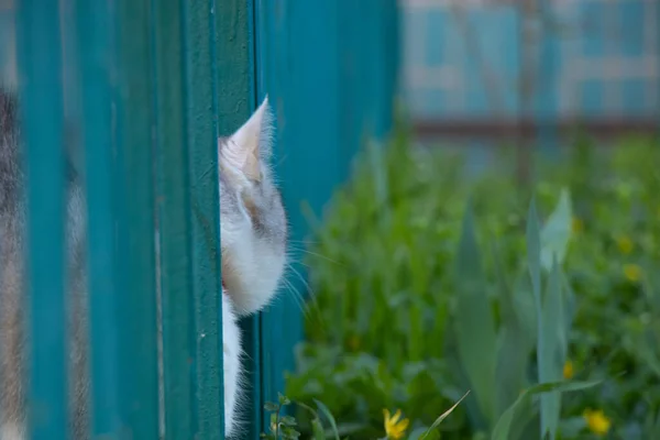 院子里的灰猫在草地上吃草 — 图库照片