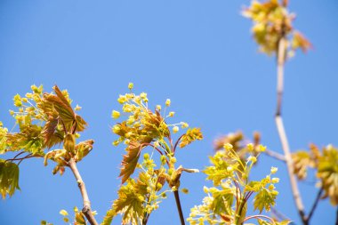 İlkbaharda çiçek açan akçaağaç gökyüzüne karşı, yakın çekim